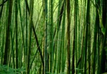 Ancient Forests: Prehistoric Secrets