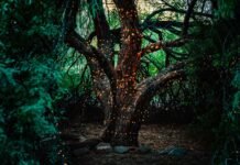 Blending Agriculture with Forest Stewardship