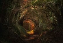 Ancient Lore: Trees in World Mythology