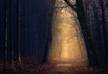 Insect Diversity: The Forest’s Tiny Custodians